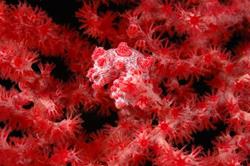 Lembeh - North Sulawesi, Indonesia. Pygmy seahorse.